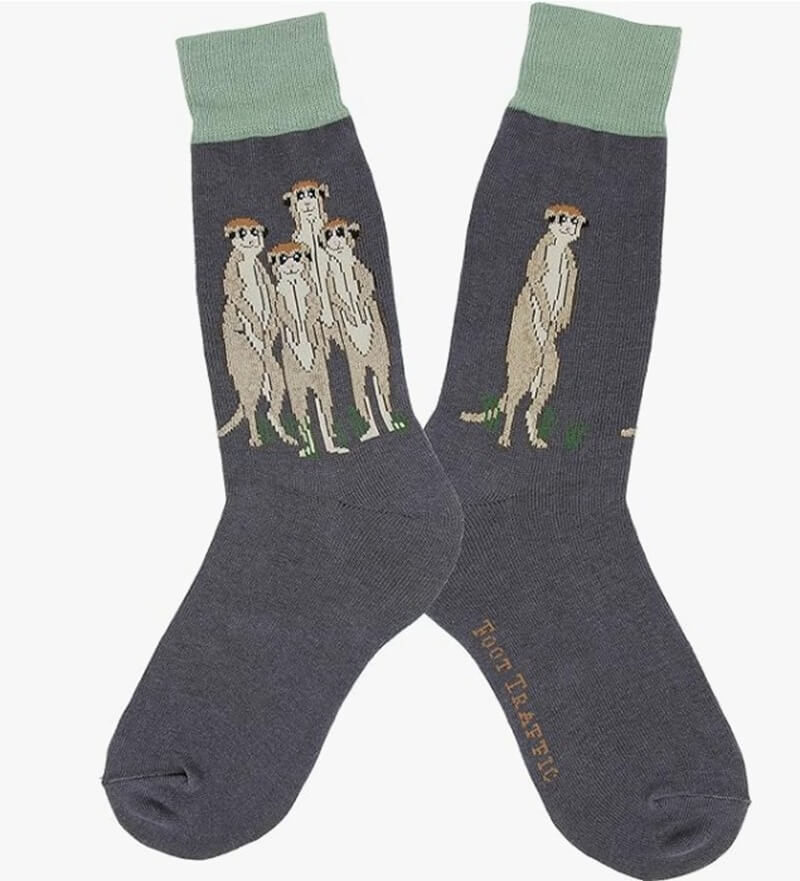 Curious Little Meerkats