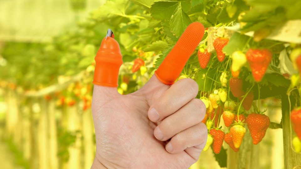 Silicone Gardening Thumb Knife Makes One-Handed Harvesting Easier