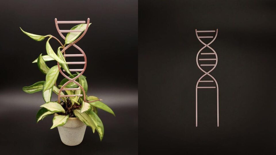 DNA Trellis is an Aesthetic Must Have for Climbing Plants